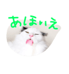 猫達のごあいさつ(プライベート編)（個別スタンプ：4）