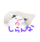 猫達のごあいさつ(プライベート編)（個別スタンプ：5）