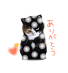 猫達のごあいさつ(プライベート編)（個別スタンプ：6）