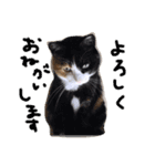猫達のごあいさつ(プライベート編)（個別スタンプ：7）