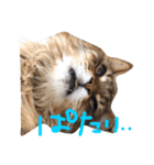 猫達のごあいさつ(プライベート編)（個別スタンプ：8）