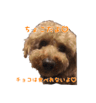 トイプーのつもりのちょこさん（個別スタンプ：1）