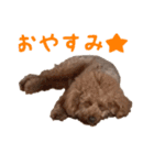 トイプーのつもりのちょこさん（個別スタンプ：3）