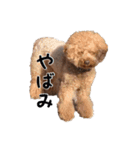 トイプーのつもりのちょこさん（個別スタンプ：10）