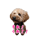 トイプーのつもりのちょこさん（個別スタンプ：11）