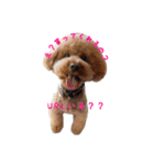 トイプーのつもりのちょこさん（個別スタンプ：12）