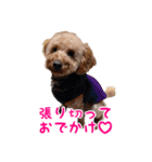 トイプーのつもりのちょこさん（個別スタンプ：13）