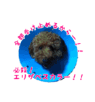 トイプーのつもりのちょこさん（個別スタンプ：16）