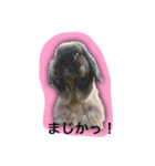 ちゃたぎんとゆかいな仲間たちスタンプ（個別スタンプ：7）