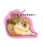 ちゃたぎんとゆかいな仲間たちスタンプ（個別スタンプ：12）