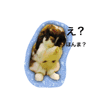 ちゃたぎんとゆかいな仲間たちスタンプ（個別スタンプ：16）