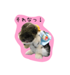 ちゃたぎんとゆかいな仲間たちスタンプ（個別スタンプ：20）