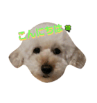GO！ GO！ 龍ちゃんⅤ（個別スタンプ：1）