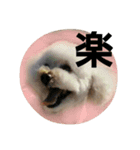 GO！ GO！ 龍ちゃんⅤ（個別スタンプ：12）