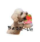 GO！ GO！ 龍ちゃんⅤ（個別スタンプ：13）