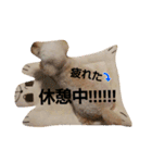 GO！ GO！ 龍ちゃんⅤ（個別スタンプ：15）
