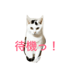 トラとマル（個別スタンプ：1）