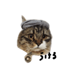 猫 ハル（個別スタンプ：1）