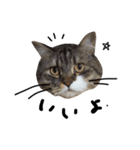 猫 ハル（個別スタンプ：3）