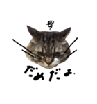 猫 ハル（個別スタンプ：4）