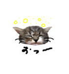 猫 ハル（個別スタンプ：5）