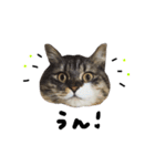 猫 ハル（個別スタンプ：6）