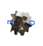 猫 ハル（個別スタンプ：7）