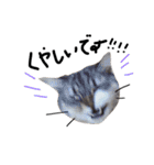 猫 ハル（個別スタンプ：8）