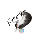 猫 ハル（個別スタンプ：9）