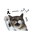 猫 ハル（個別スタンプ：10）