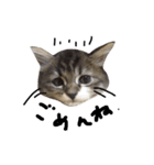 猫 ハル（個別スタンプ：11）