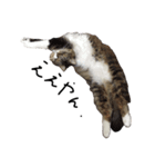 猫 ハル（個別スタンプ：12）