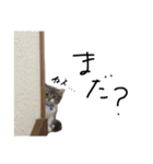 猫 ハル（個別スタンプ：13）