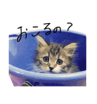 猫 ハル（個別スタンプ：15）