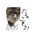 猫 ハル（個別スタンプ：16）