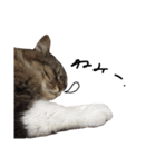 猫 ハル（個別スタンプ：18）