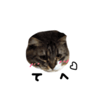猫 ハル（個別スタンプ：19）