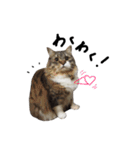 猫 ハル（個別スタンプ：20）