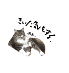 猫 ハル（個別スタンプ：22）