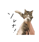 猫 ハル（個別スタンプ：23）