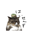 猫 ハル（個別スタンプ：24）