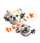 マルプーコウイチロウとお友達 1（個別スタンプ：11）