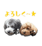 マルプーコウイチロウとお友達 1（個別スタンプ：12）