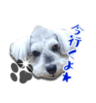 マルプーコウイチロウとお友達 1（個別スタンプ：13）
