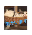 tibi＆siro＆suko（個別スタンプ：13）