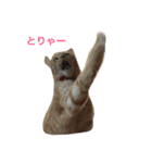茶トラねこのユキチ。（個別スタンプ：1）