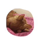 茶トラねこのユキチ。（個別スタンプ：2）