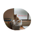 茶トラねこのユキチ。（個別スタンプ：6）