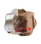 茶トラねこのユキチ。（個別スタンプ：8）