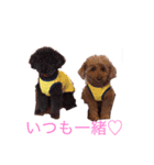 トイプードル＊ミルの日常（個別スタンプ：5）
